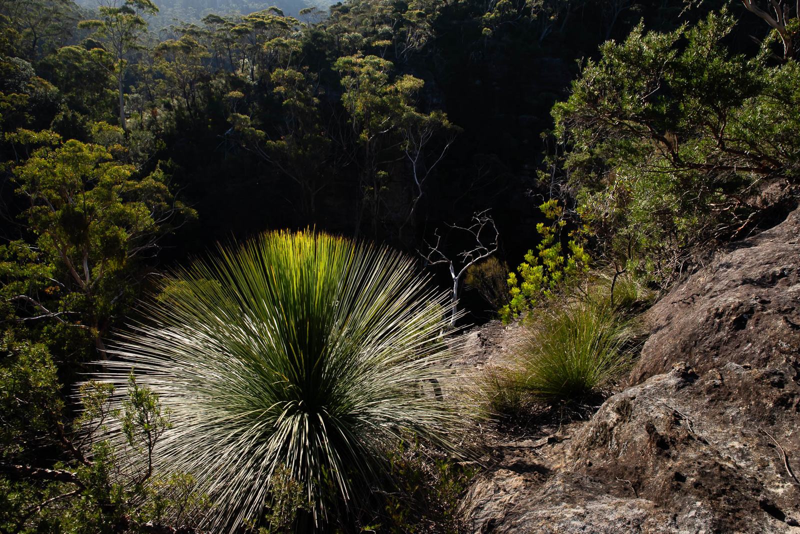 A backlit grass tree with long spiky fronds growing from a sandstone ledge above a shaded gully.