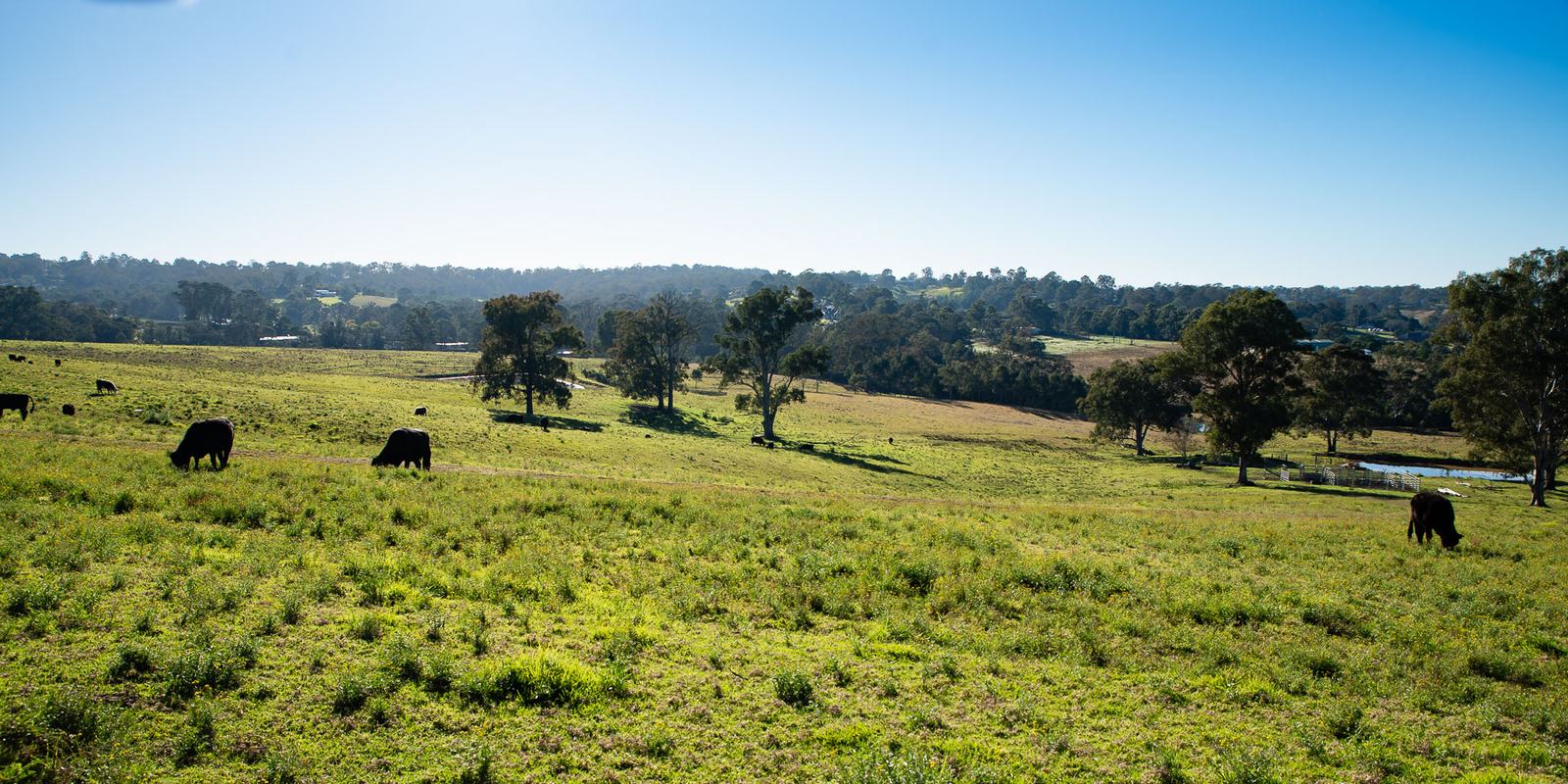 Black cattle grazing on open green pasture, with scattered gum trees and a wide valley of farmland stretching to the horizon.