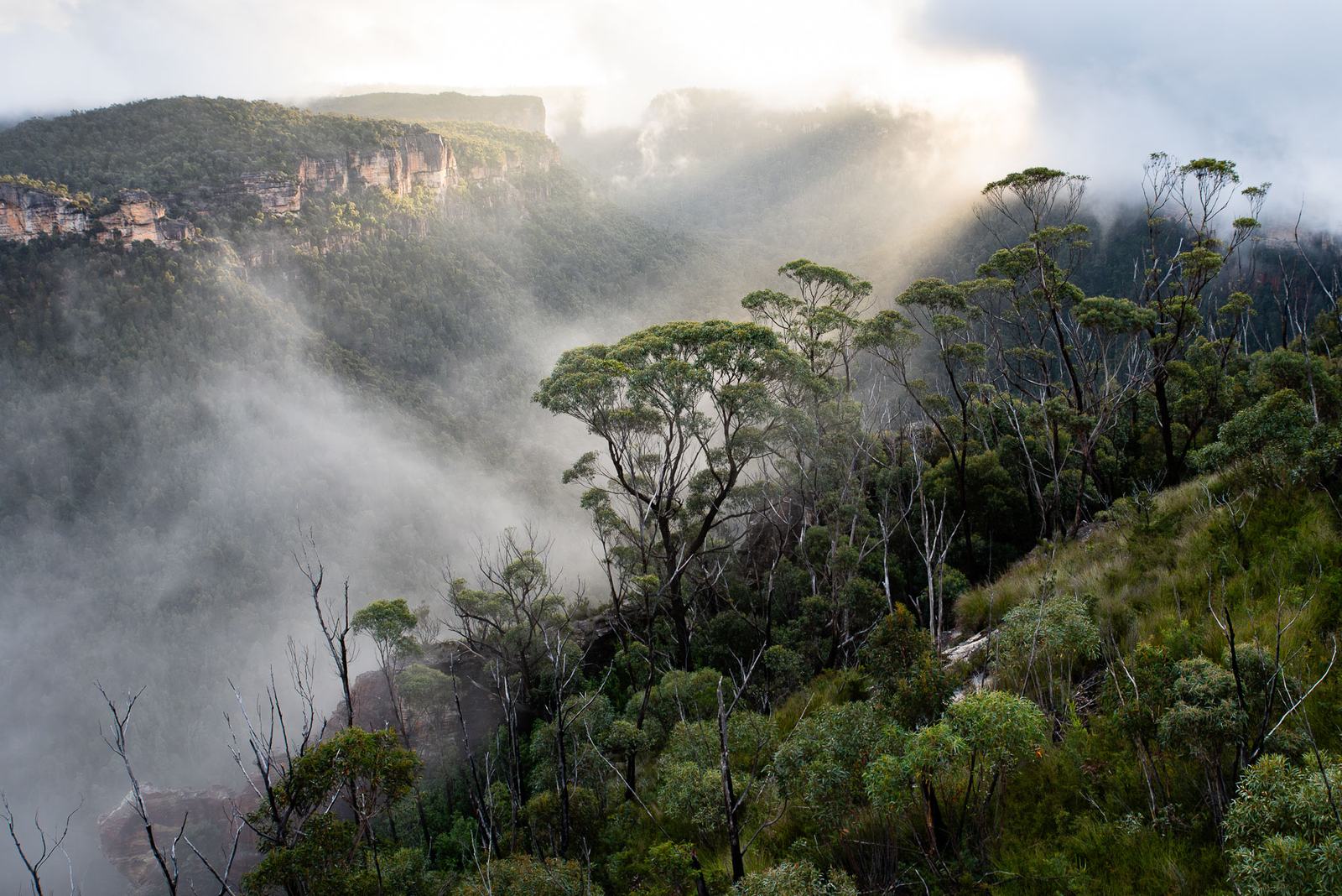 Mist and shafts of sunlight moving through a deep forested valley below sandstone cliffs, with eucalypts in the foreground.