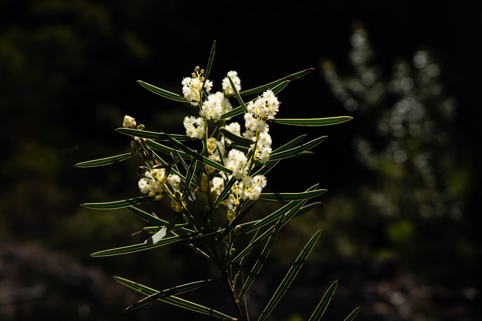Cream wattle blossom and narrow green leaves lit brightly against a dark bushland background.