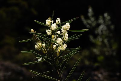 Cream wattle blossom lit against a dark bushland background.