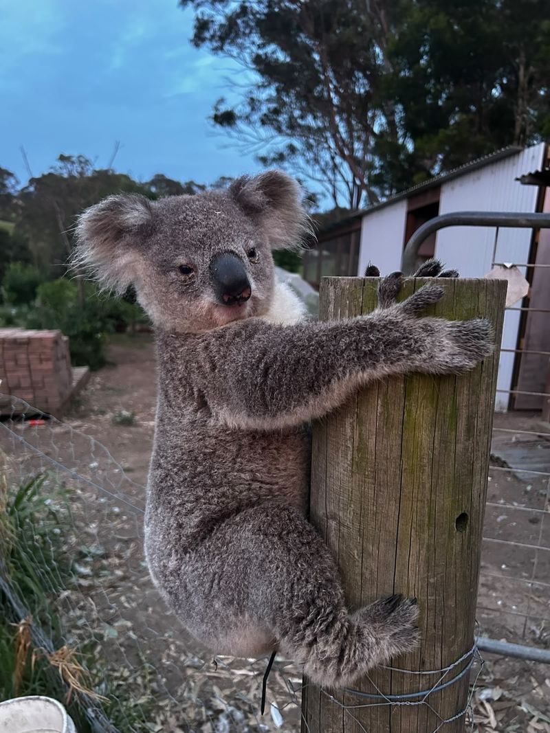 A koala clinging to the top of a wooden fence post at dusk, looking towards the camera, with bushland and a farm shed behind it.